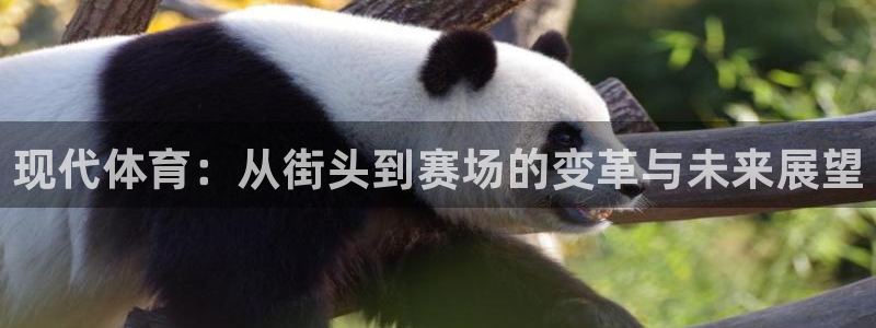 现代体育：从街头到赛场的变革与未来展望