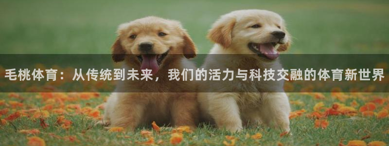 毛桃体育：从传统到未来，我们的活力与科技交融的体育新世界